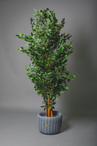 KazFlor дерево 180 см, Фикус 1905963