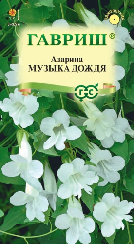 Гавриш азарина Музыка Дождя