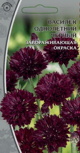 Поиск василек Однолетний черный