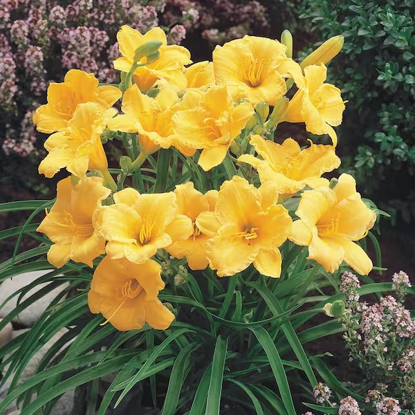 JUB Holland лилейник Stella D'oro 1 уп