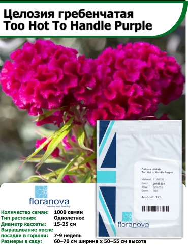 Floranova целозия Too Hot To Handle Purple