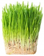 Трава пророщенная в стакане