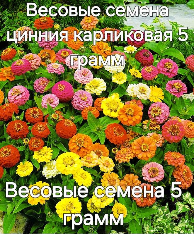 Цинния Карликовая смесь окрасок, весовые семена 5 грамм