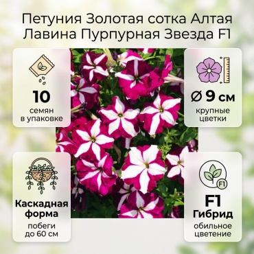 Золотая сотка Алтая петуния Лавина Пурпурная Звезда F1