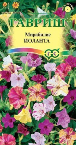 Гавриш мирабилис Ялапа Иоланта, 1 г.
