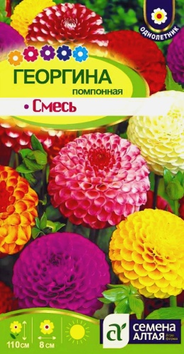 Семена Алтая георгина помпонная СМЕСЬ ОКРАСОК