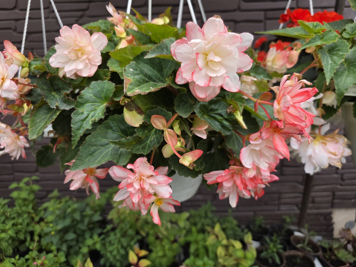 Растение настенное, настольное, подвесное: бегония Fuchsia.kz Iconia многолетнее 35 см