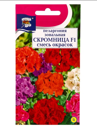 Урожай удачи пеларгония СКРОМНИЦА