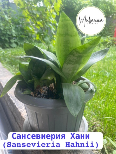 Растение настольное: сансевиерия Сансевиерия Хани (Sansevieria Hahnii) многолетнее 12 см