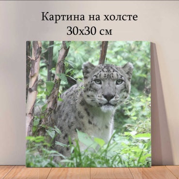 Quantum картина животные_ygj 30x30 см
