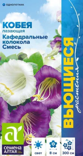 Семена Алтая кобея Кафедральные колокола Смесь Лазающая