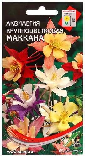 Мой выбор аквилегия Маккана