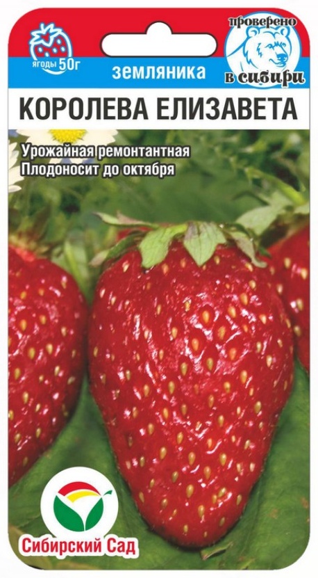 Сибирский сад клубника Королева Елизавета