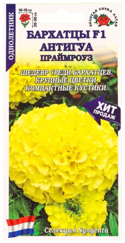 Золотая сотка Алтая астра Антигуа Праймроуз