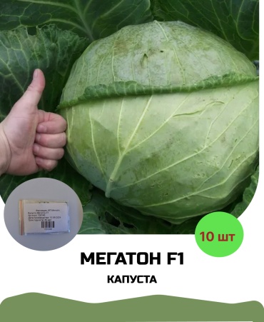 Bejo капуста белокачанная Мегатон F1