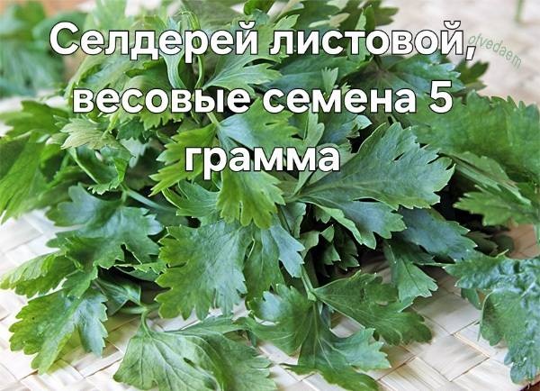 Сельдерей Листовой, весовые семена 5 грамм