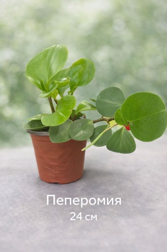 Растение напольное, настенное, настольное, подвесное: пеперомия пп24см многолетнее 24 см