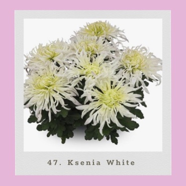 Хризантема Горшечная Ksenia White (Черенок для посадки)