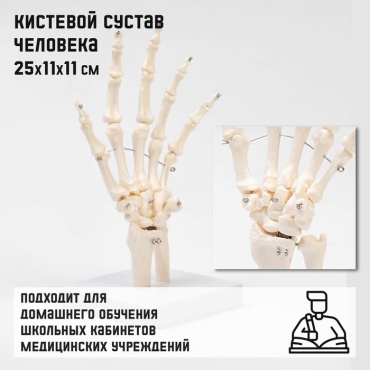 Модель кисти пластик