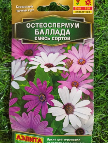 Аэлита остеоспермум Баллада смесь сортов
