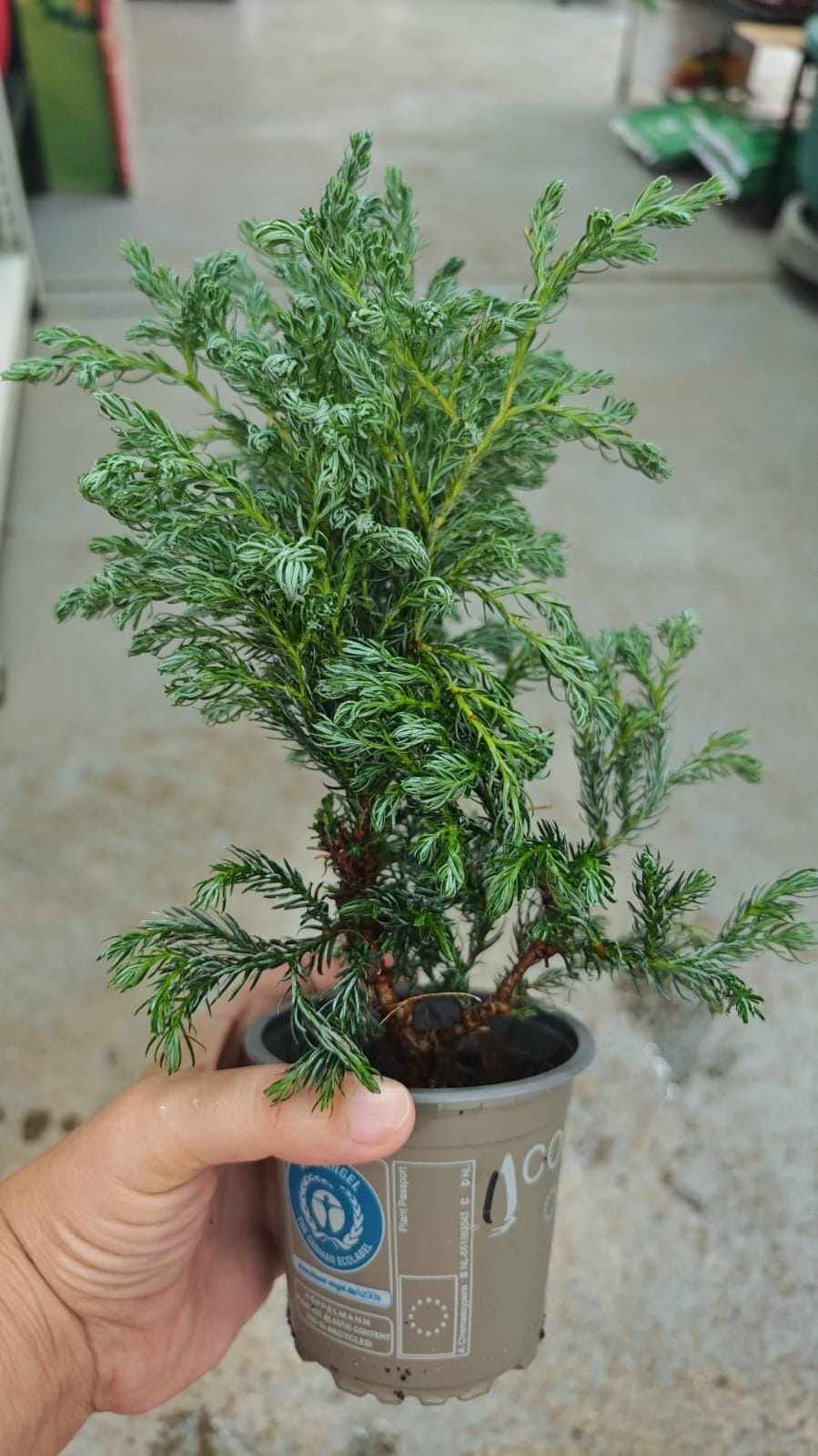 Растение напольное, настольное: кипарис Green Heaven 525245086 многолетнее 25 см
