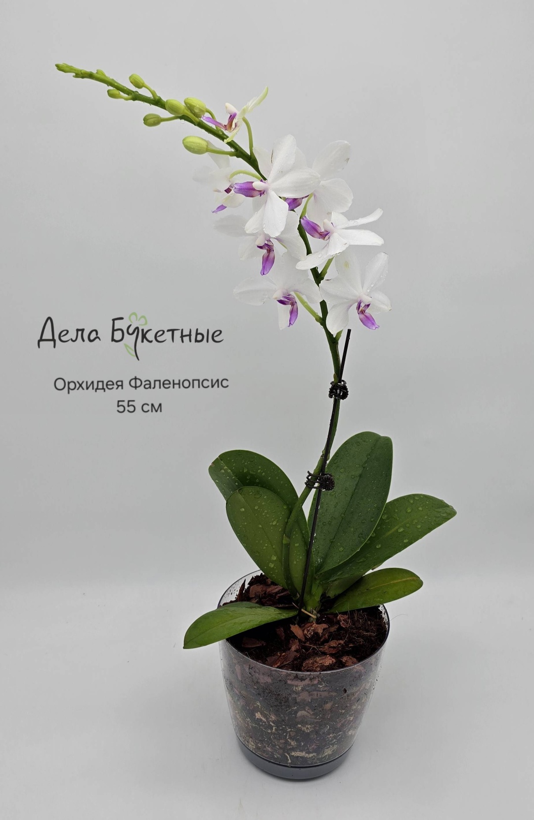 Растение настенное, настольное, подвесное: орхидея 30357440_031230778 многолетнее 55 см