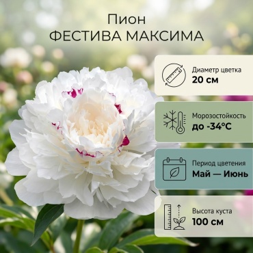 Пион ФЕСТИВА МАКСИМА