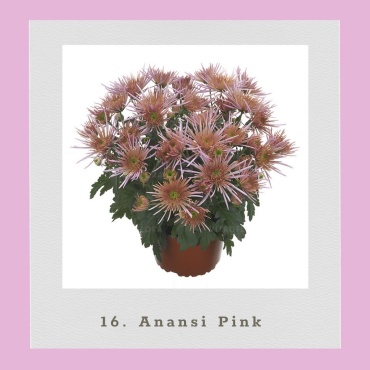 Хризантема Anansi Pink (Черенок для посадки)