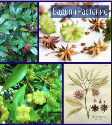 Бадьян Бадьян Звездчатый