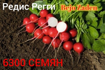 Голландские семена редис Регги