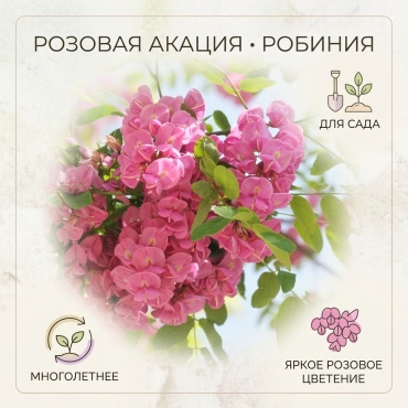 Робиния Робиния Розовая Акация семена
