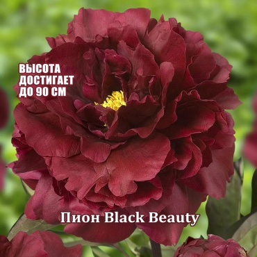 Пион Black Beauty