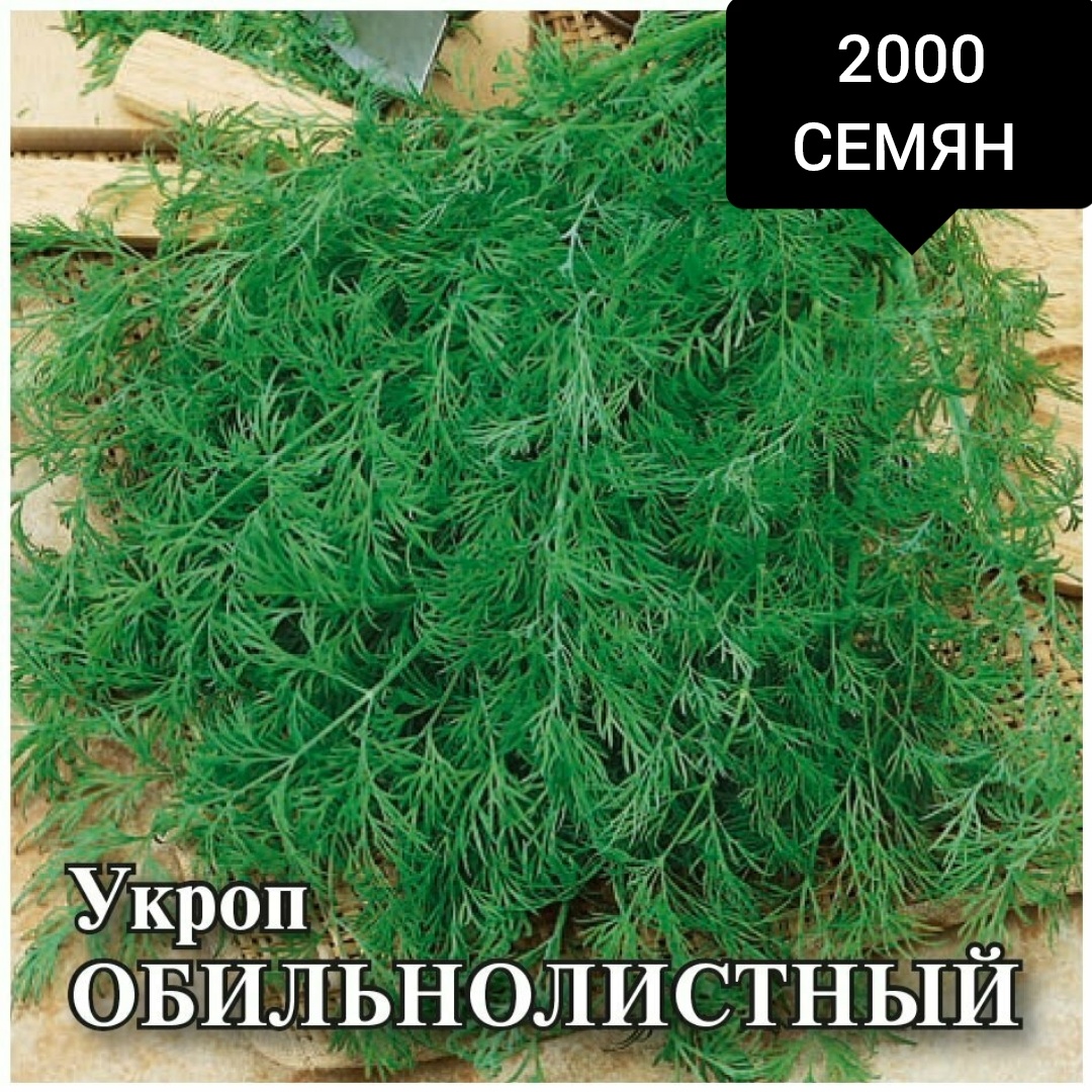 Сембат укроп Обильнолистный