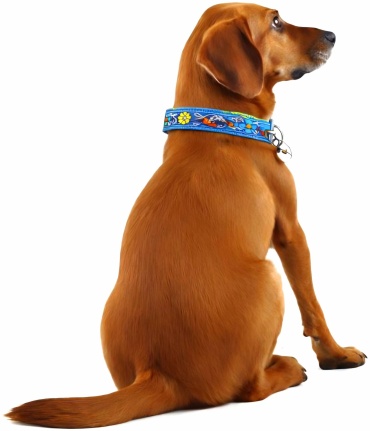 Pet Fashion ошейник декоративный M голубой