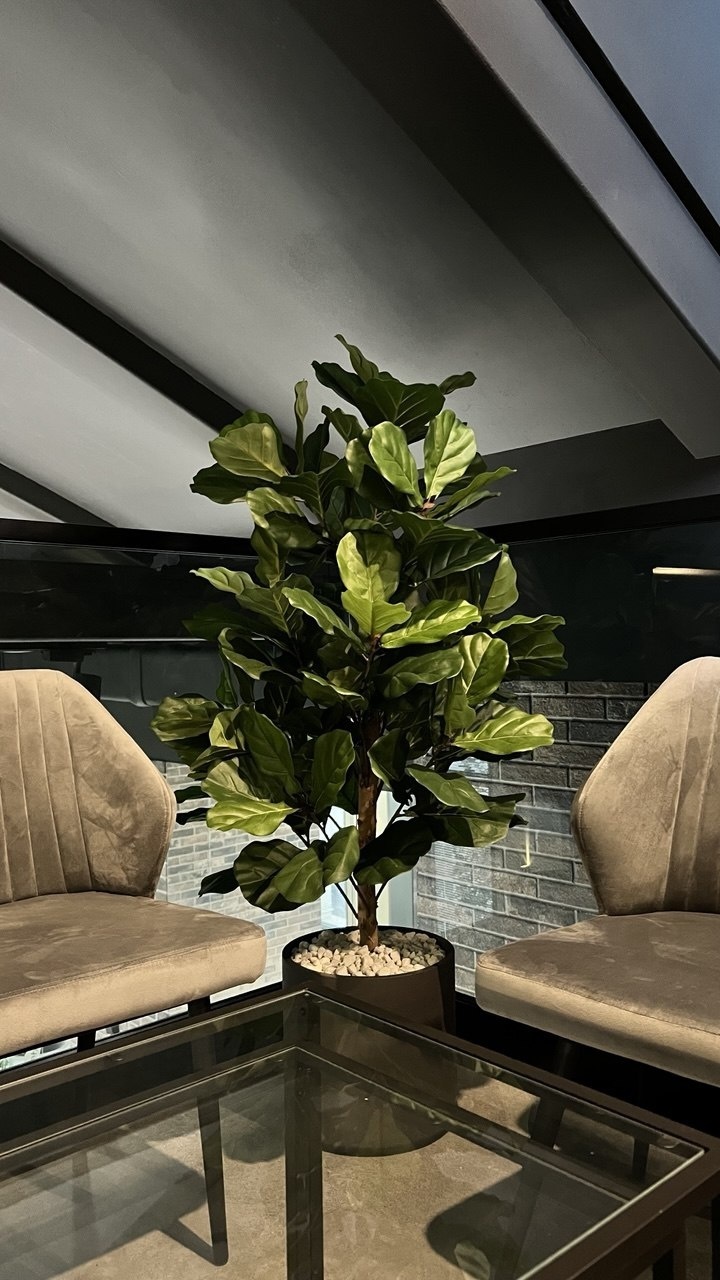 Дерево Treez фикус лирата 130 см, 10.33704N