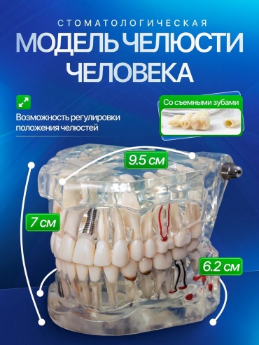 Модель черепа пластик