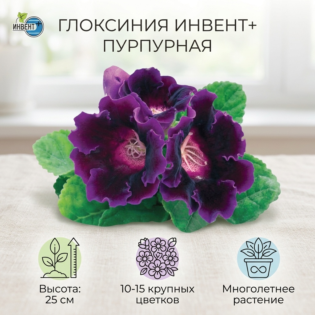 ИНВЕНТ+ глоксиния Пурпурная