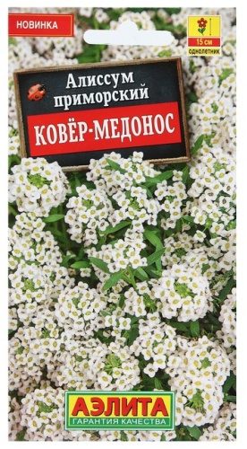 Аэлита алиссум Ковер-медонос