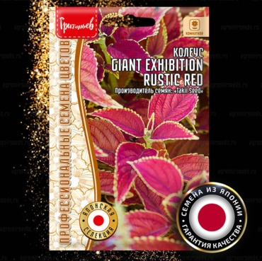 ИП Григорьев колеус Giant Exhibition Rustic Red