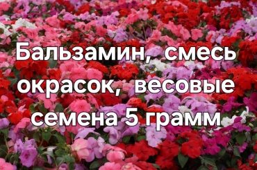 Бальзамин Смесь окрасок