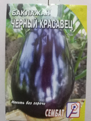 Сембат баклажан Черный красавец
