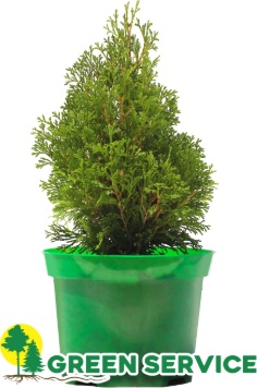 Green Service туя Miky, зеленый