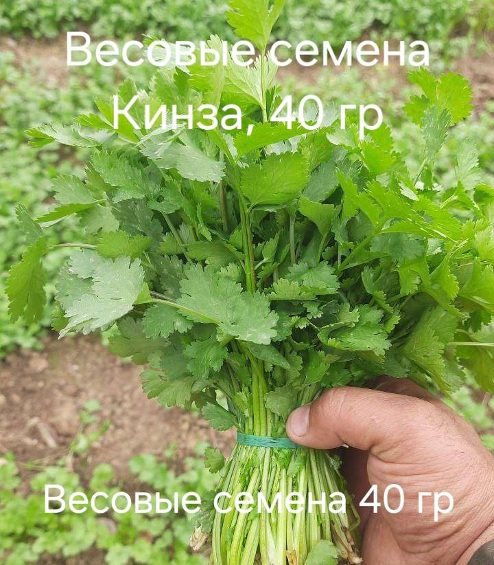 Кориандр Кинза, весовые семена 40 гр