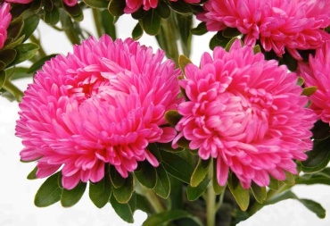 Фото 2