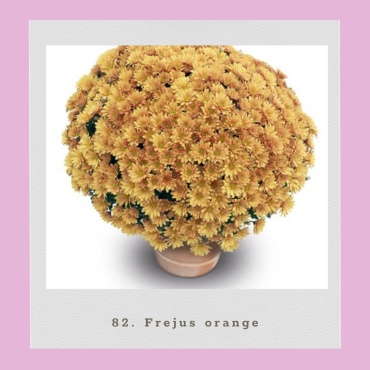 Хризантема Мультифлора Frejus Orange (Черенок для посадки)