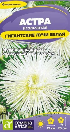 Семена Алтая астра Гигантские лучи Белая