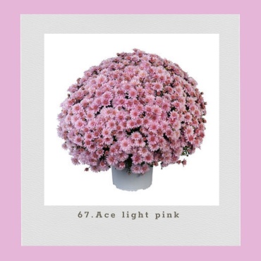 Хризантема мультифлора Ace Light Pink (Черенок для посадки)