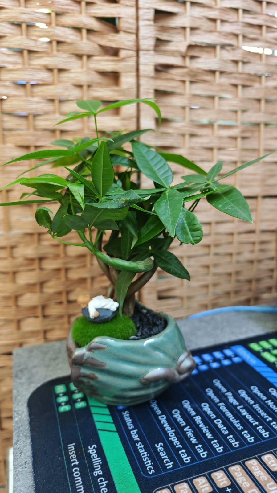 Растение настольное: пахира Green Heaven 551818532 многолетнее 20 см