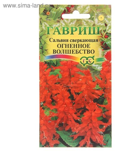 Гавриш сальвия Огненное волшебство