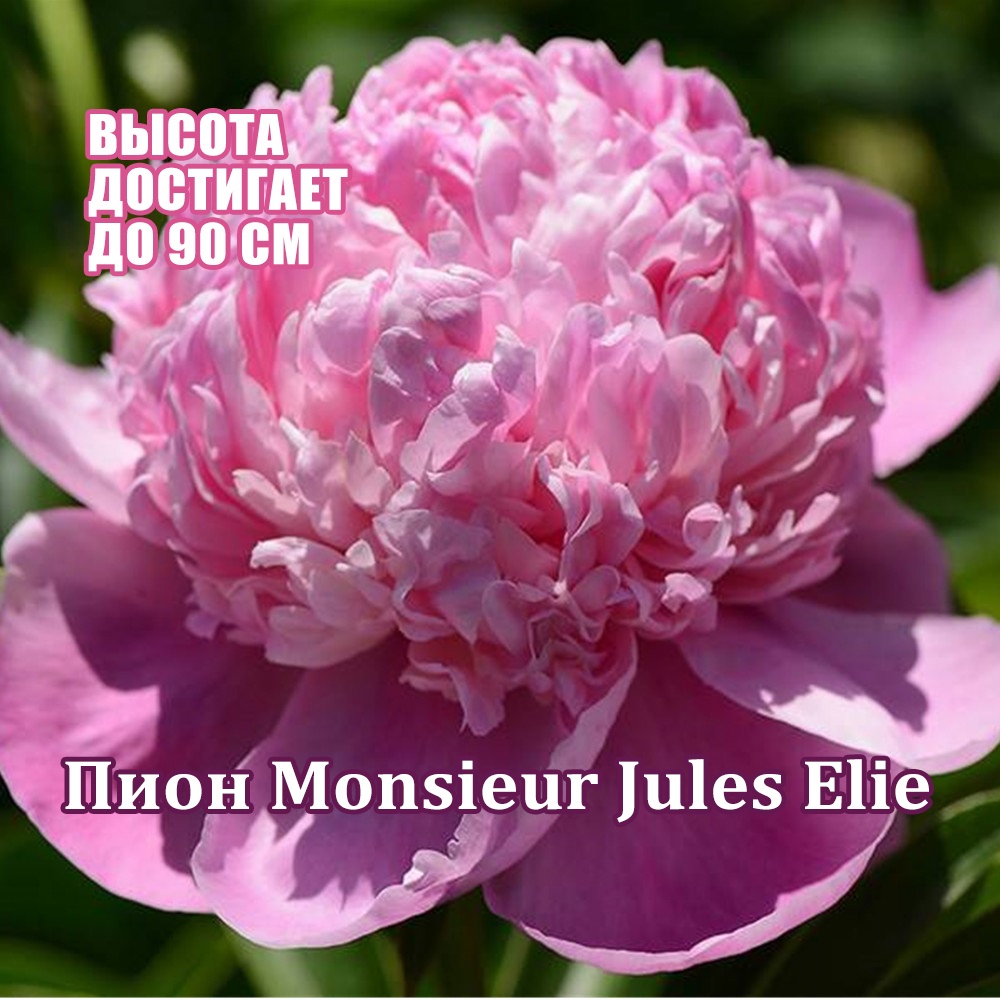 Пион Monsieur Jules Elie